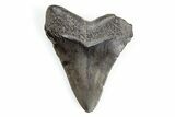 Juvenile Megalodon Tooth - South Carolina #195919-1